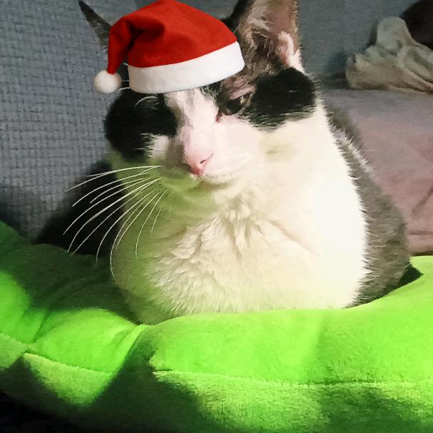 山顶上的火龙果