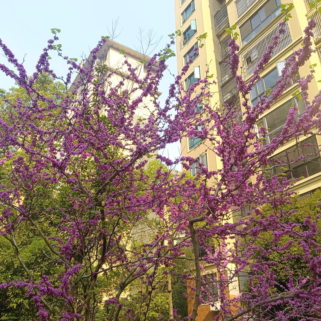 HJY君临天下