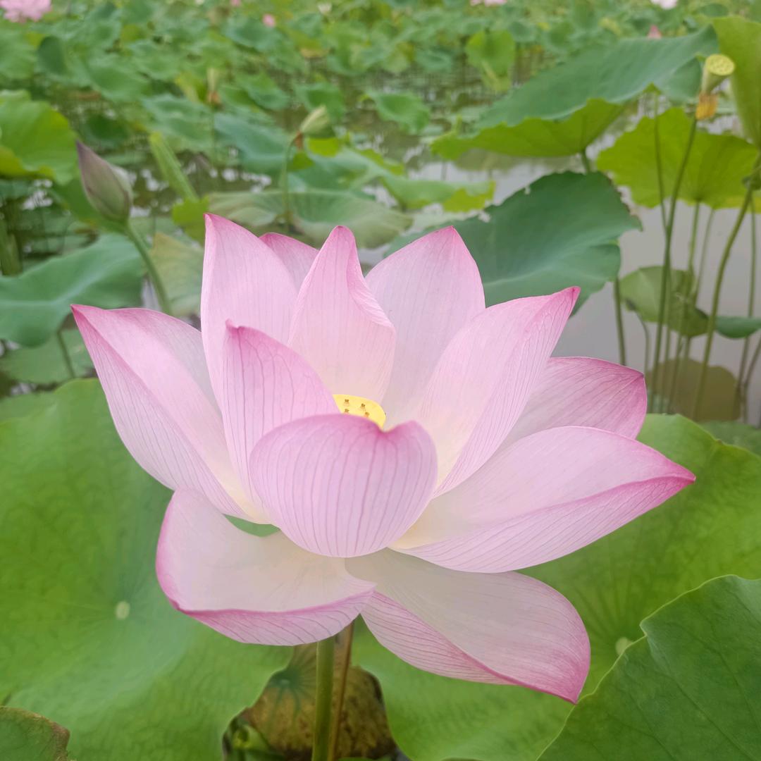 朗诗德全屋净化