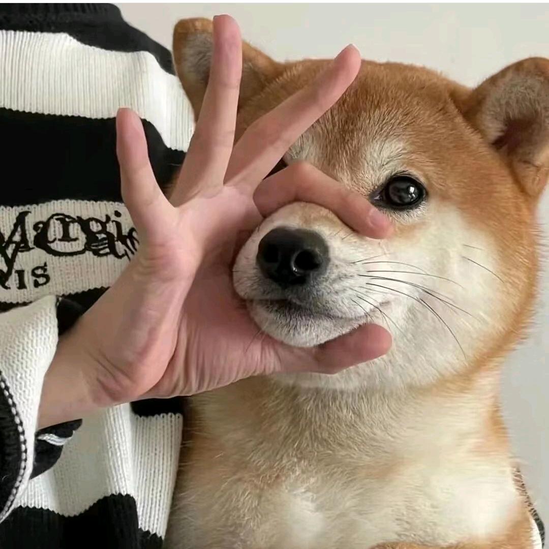 爱吃番茄.