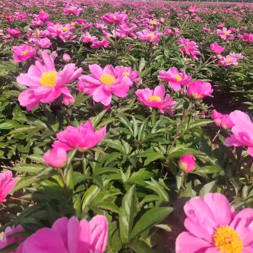 亳州市药易购农业种植有限公司