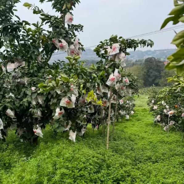 助农明天到奇洛