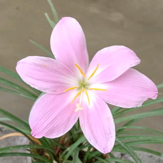 《项哥》