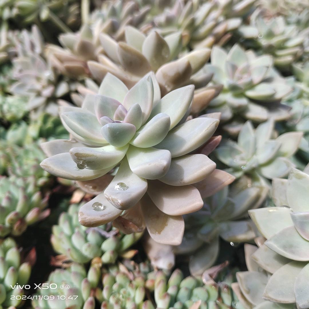 雅德花园生态农庄