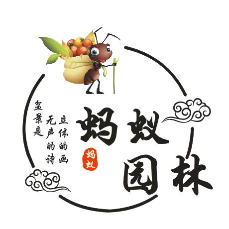 蚂蚁园林金弹子盆景大号