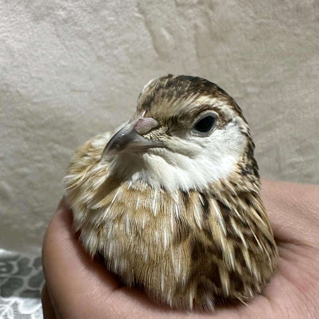 小洪辉福百货