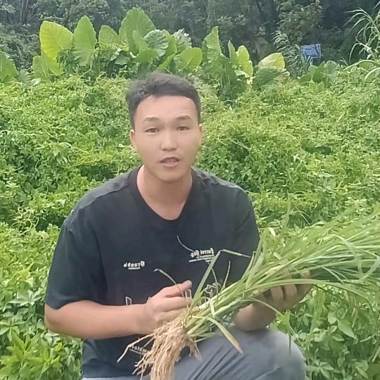 深山小树哥