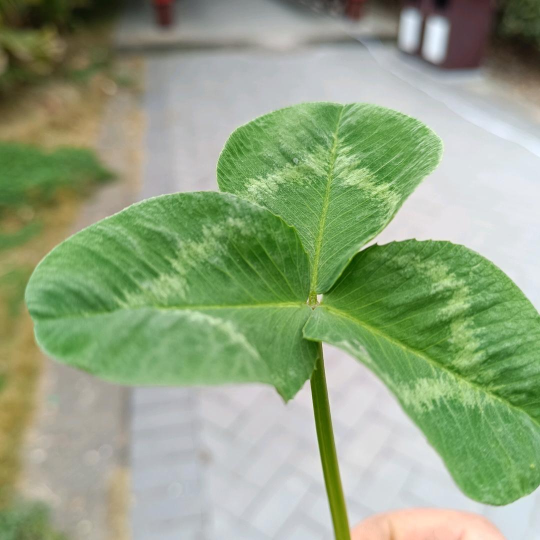 郑何你意