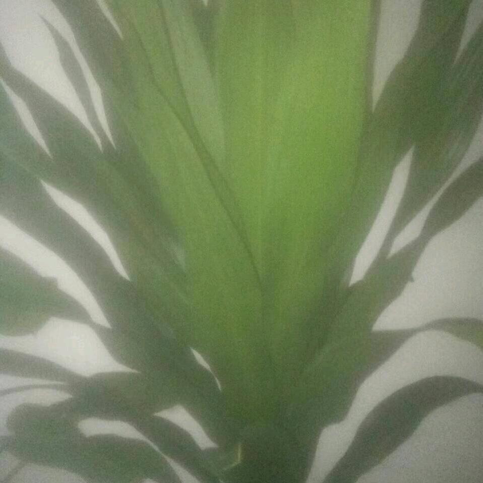 梭梅