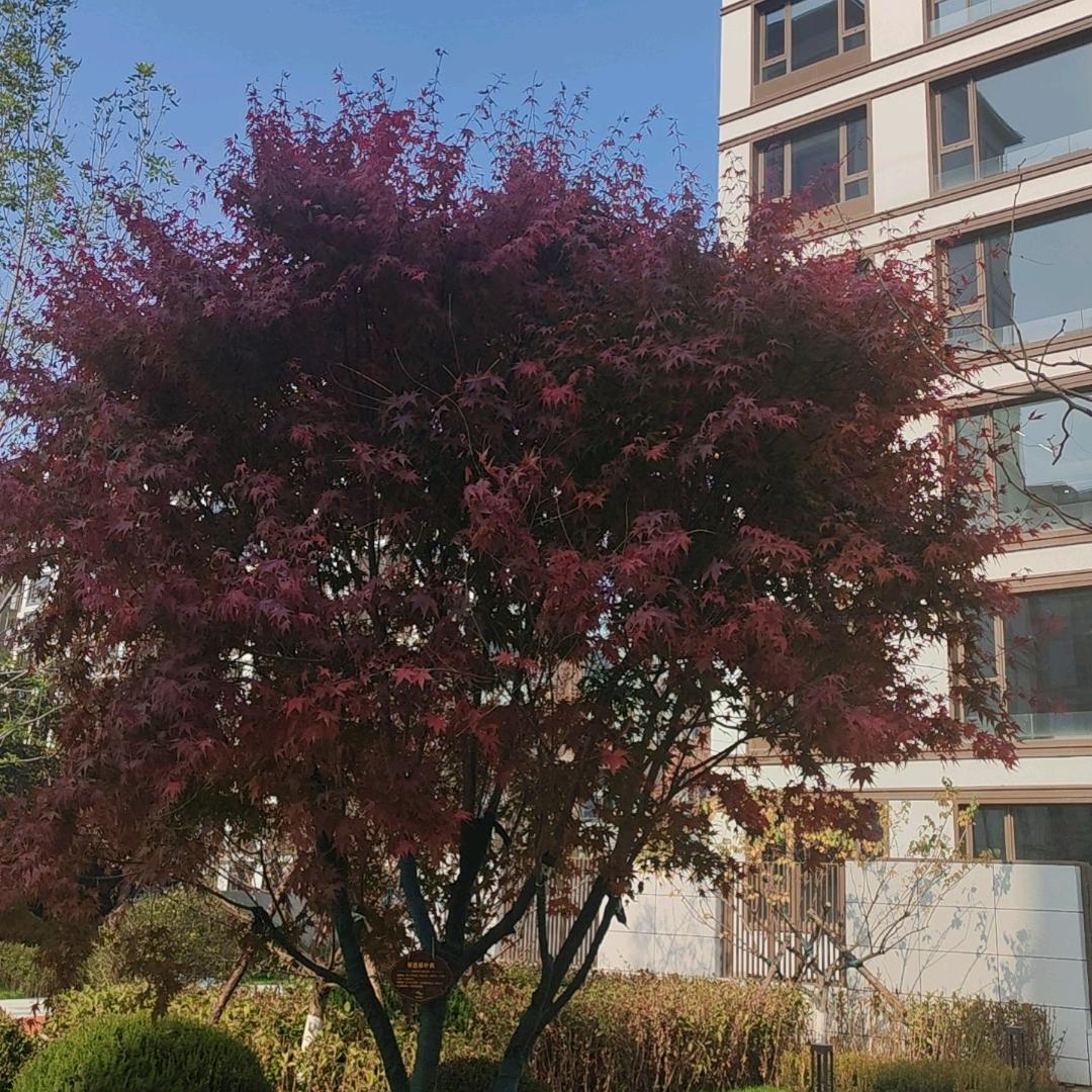 木善美（拒绝私聊）