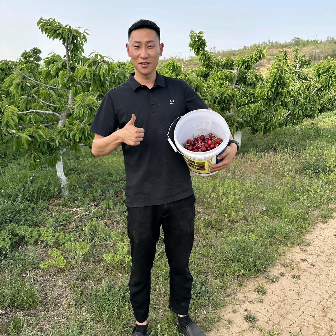 樱挑小李
