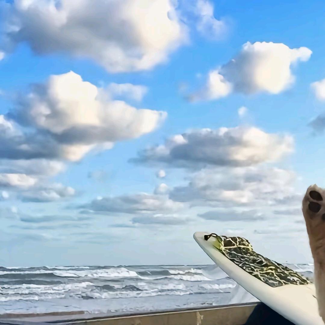 养鱼养鱼好开心 　　　　　　　　╲