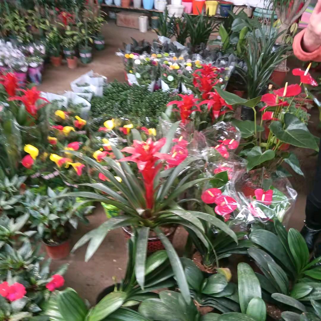 红尘