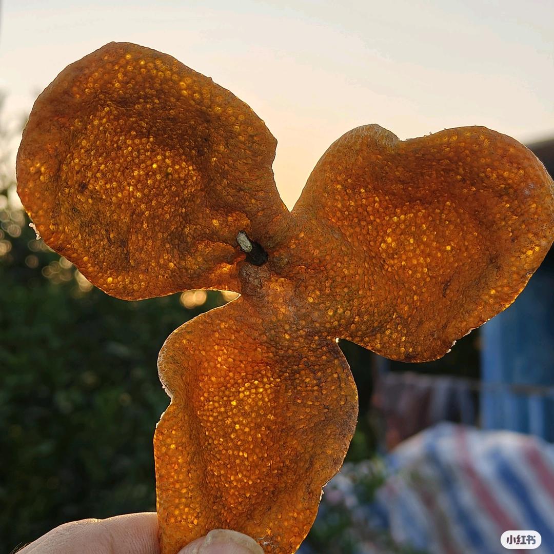 新会陈皮果农民