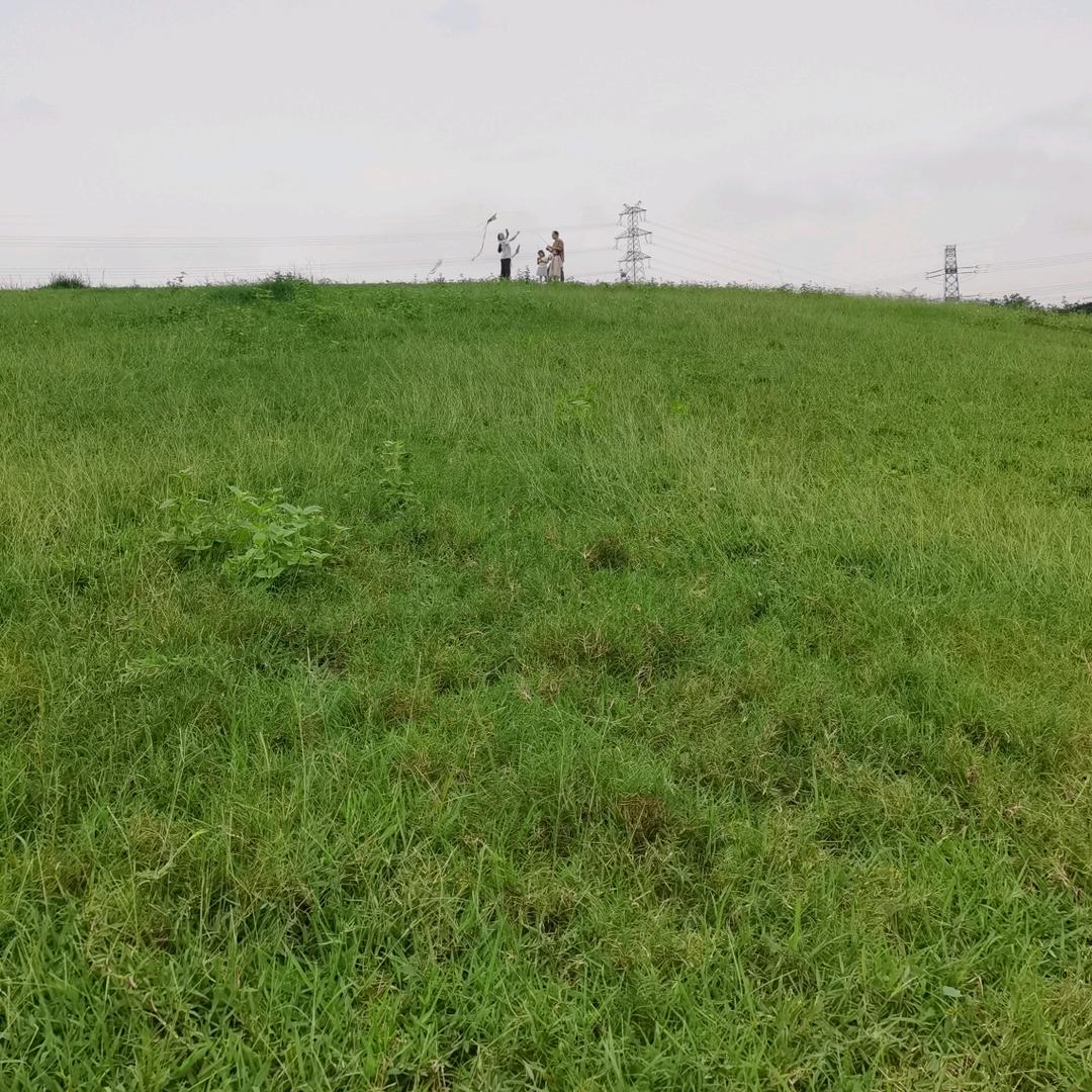 天橙严选
