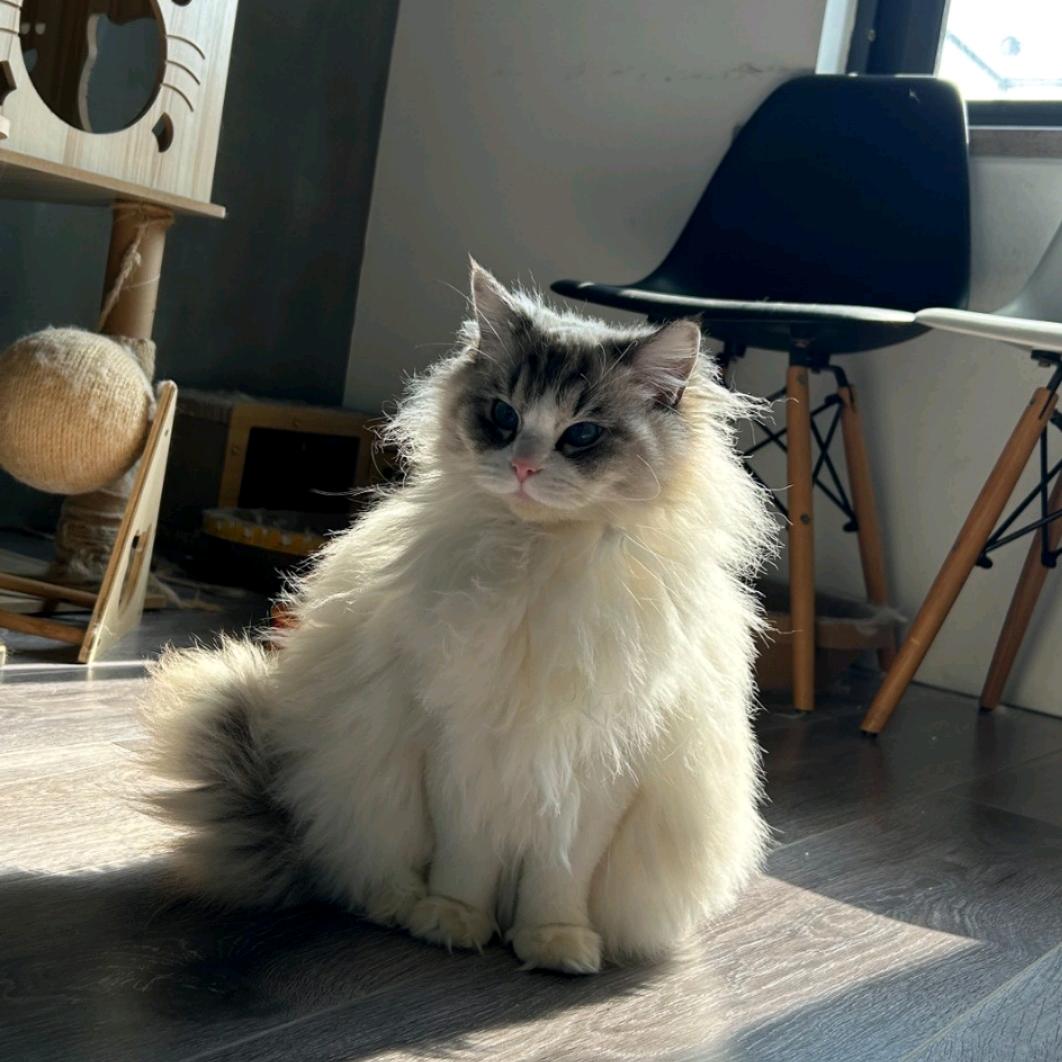 萌猫