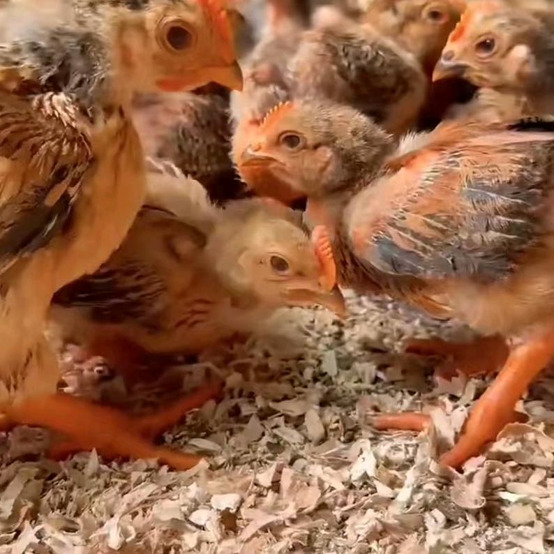 鸡🐓王