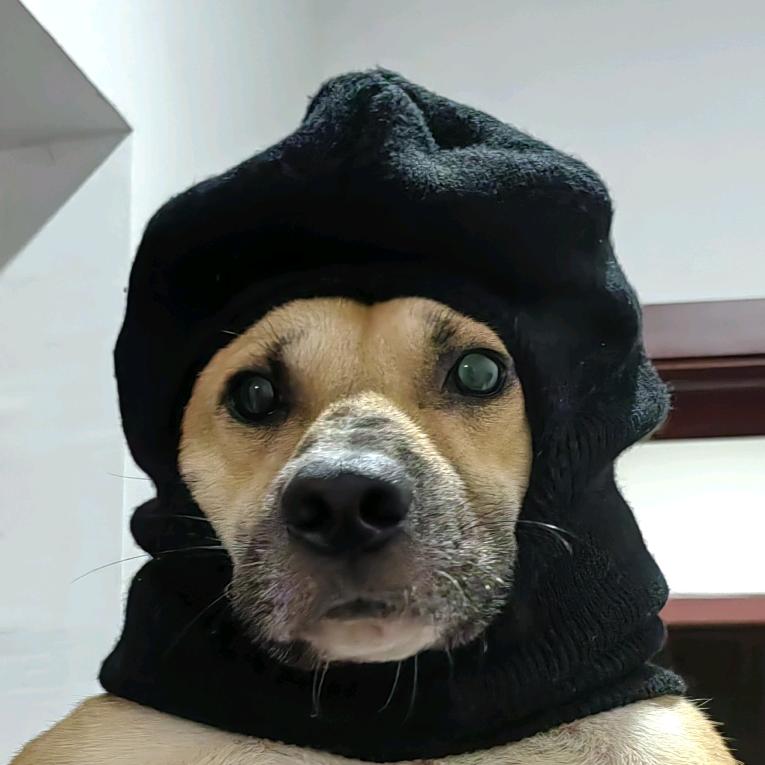 阿拉脖🐶（围脖）