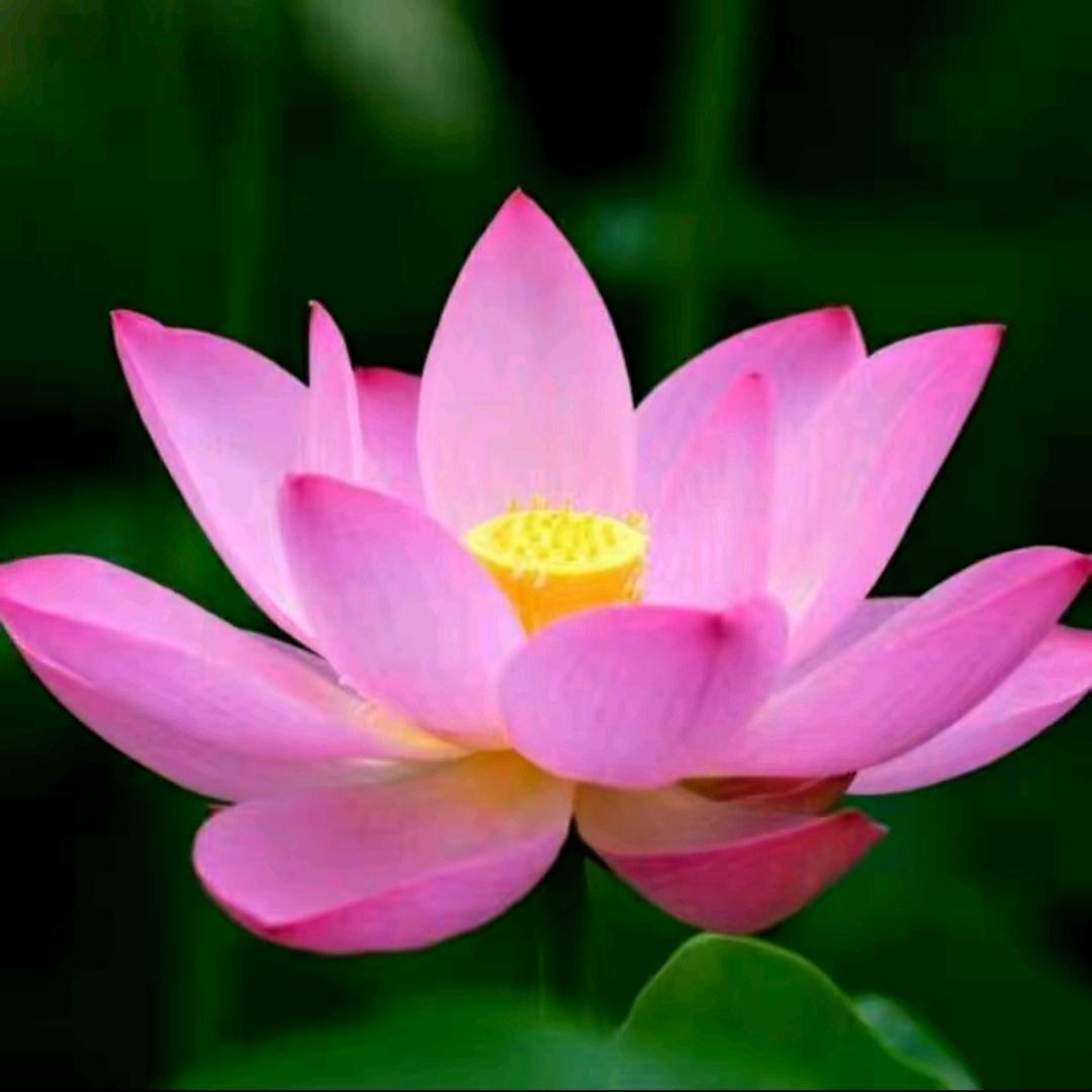 花开富贵，豆阴十大诡异账号