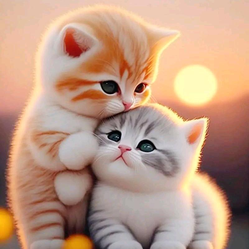 两只小猫咪🐱