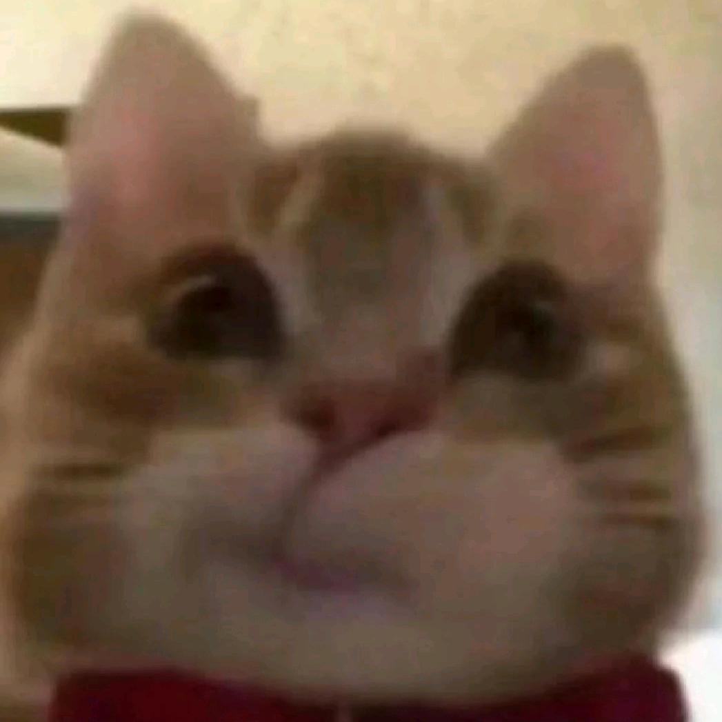 小猫7🍔