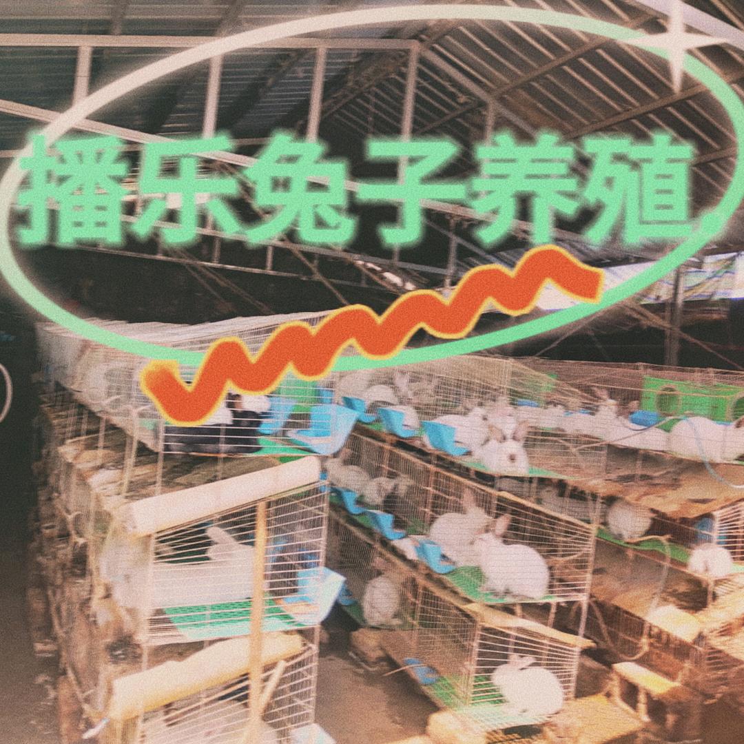 沾益区播乐乡肉兔养殖