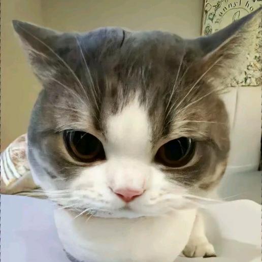 哈吉鼠（三角洲行动）