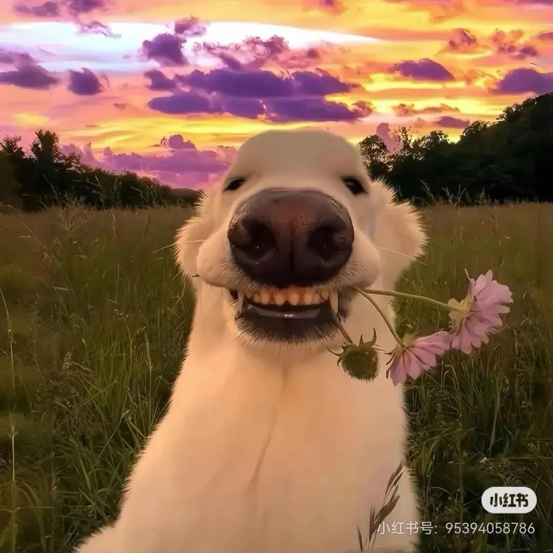 社会主义接班人™