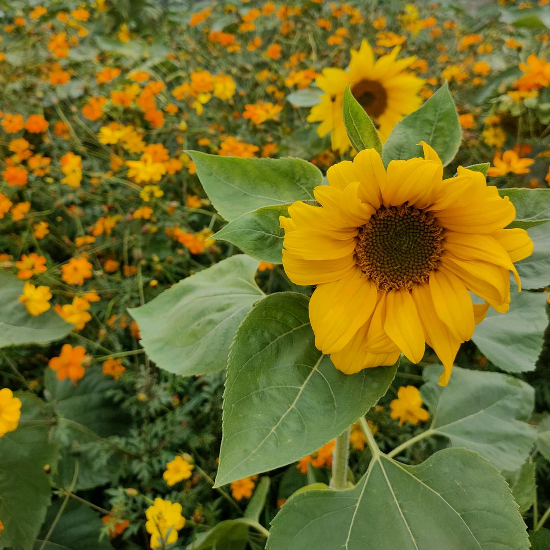 旺仔小馒没有头