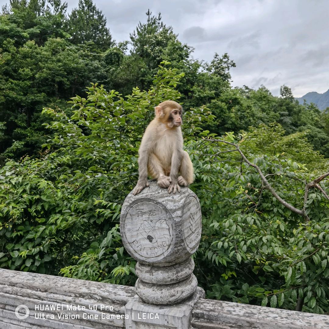 龍先生