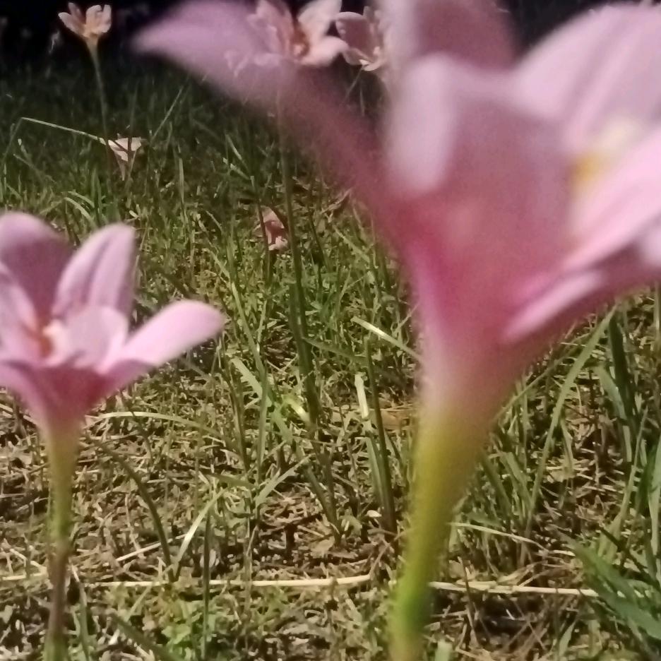 阳光果粒陈