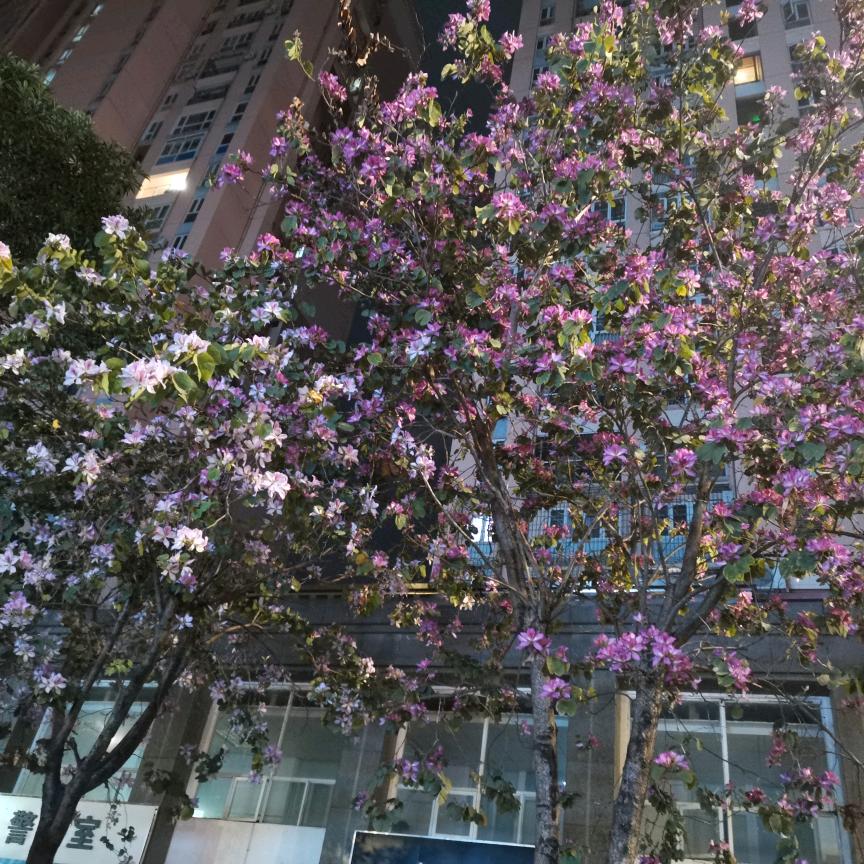 ༄春晓༊&☘ꦿ໌້