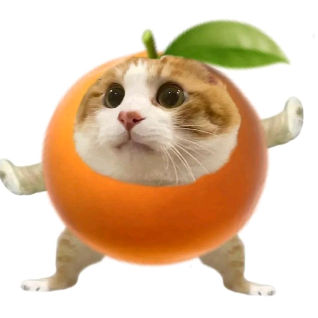 武功橘猫