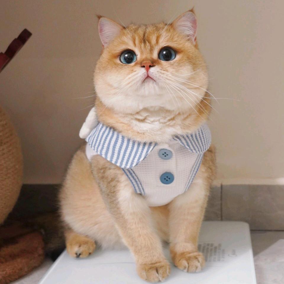 金来福