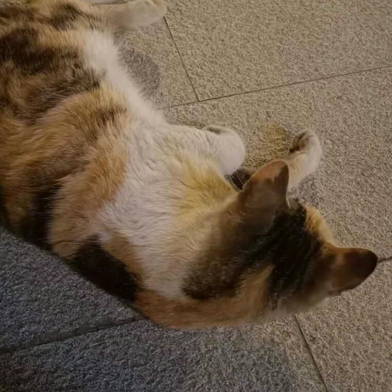 小猫咪😎