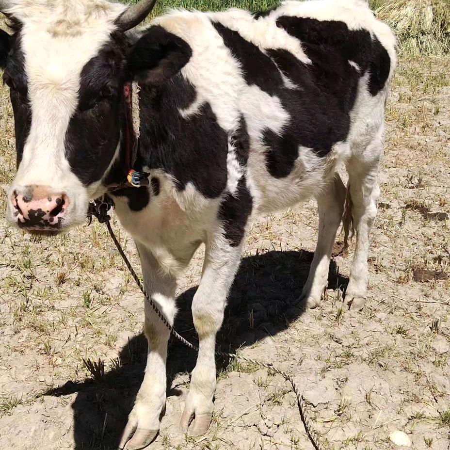 杨哥。牛，羊，马，代办。