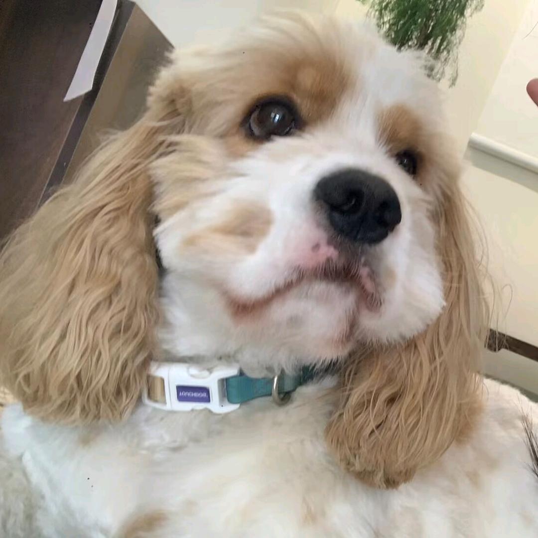 南木（需要直接跳🐷业）