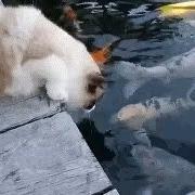 🐠鱼摆摆在水里🧜‍♀️…