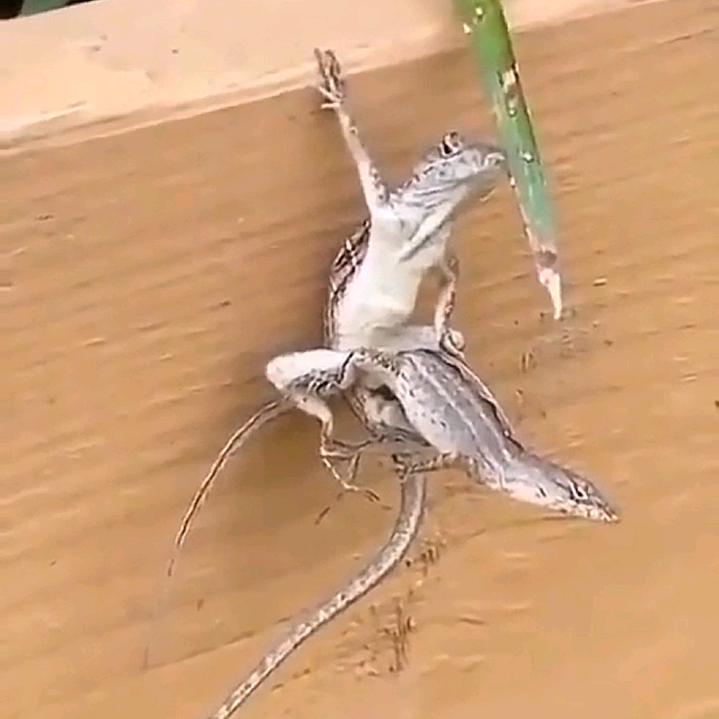 眉山万事通和事佬