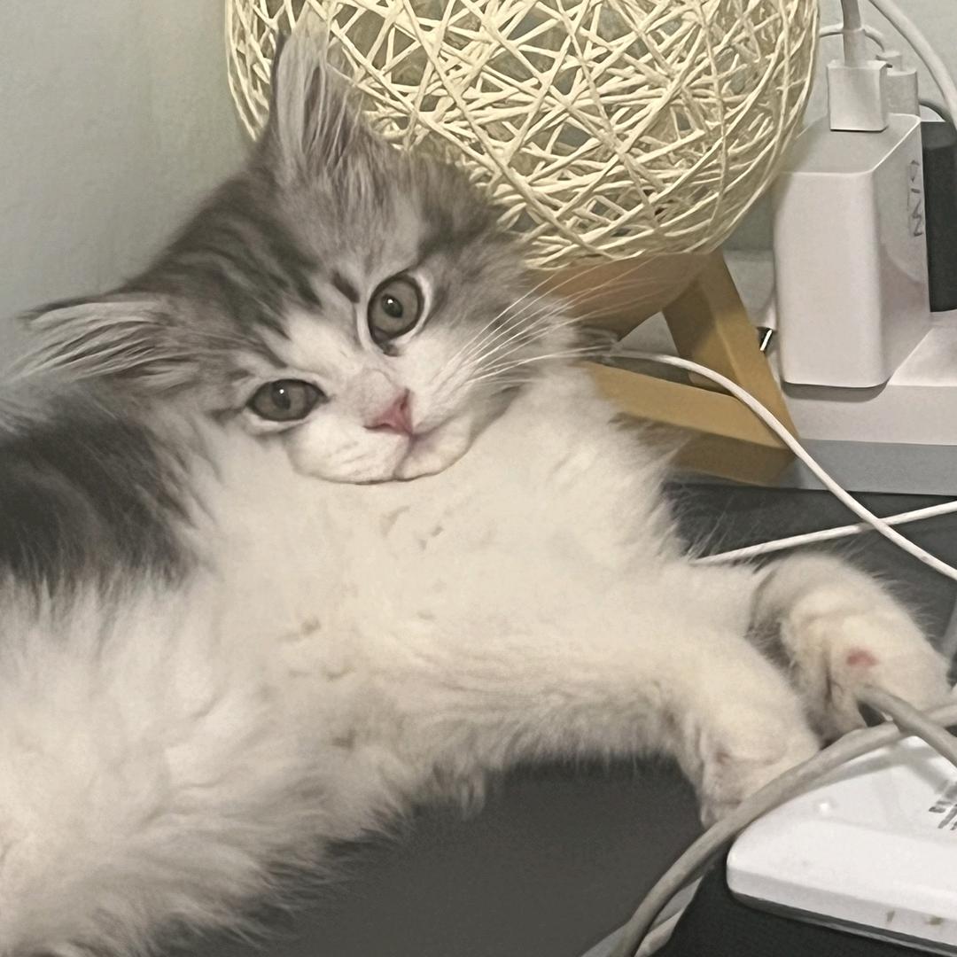 小小程