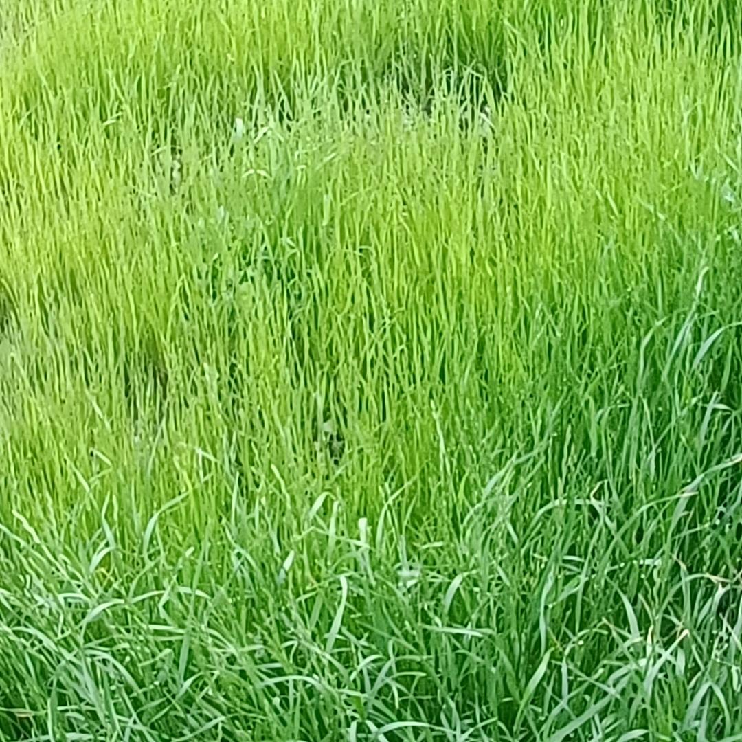 兰花草