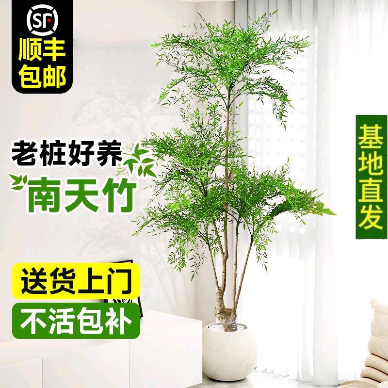 腾富园艺花卉