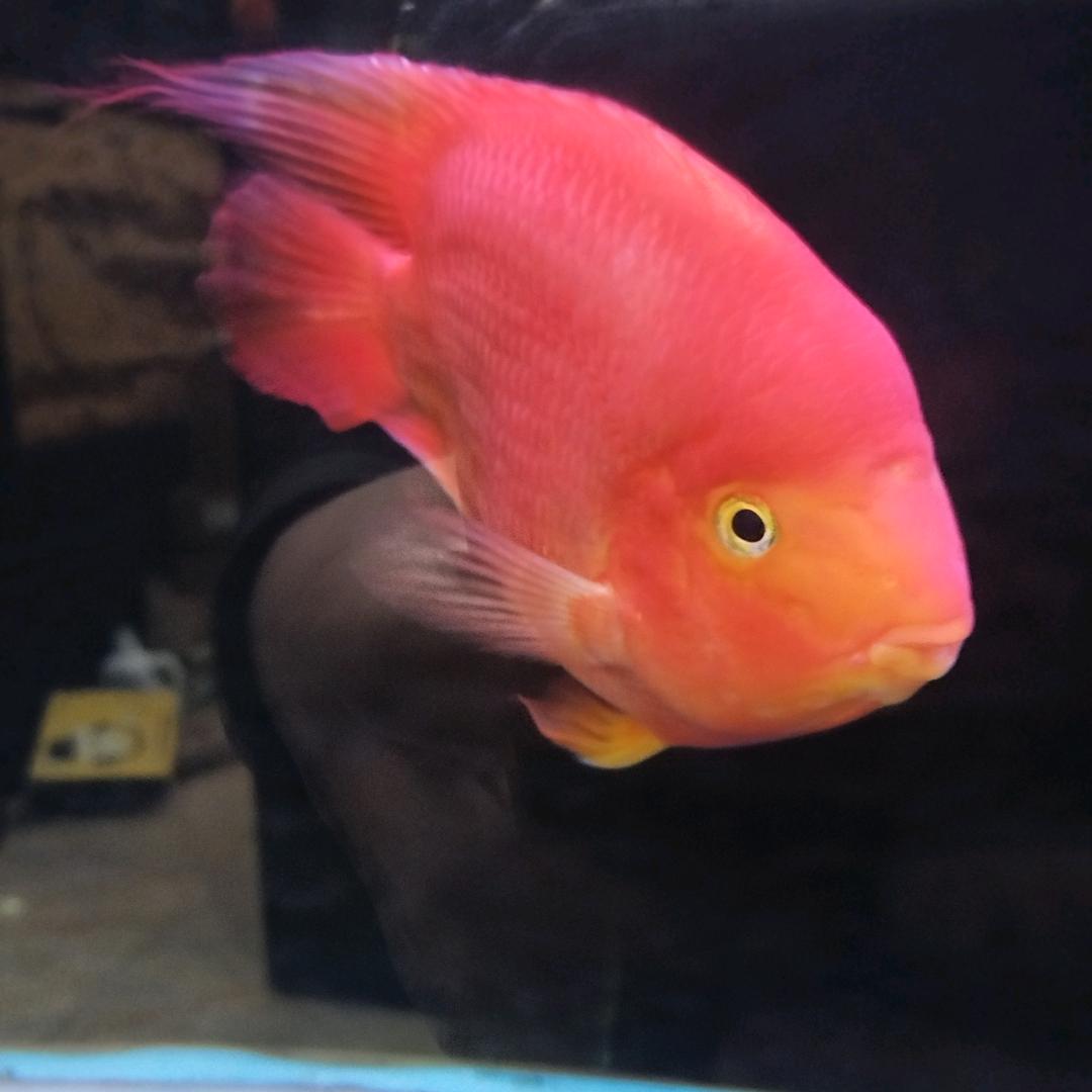 周公子