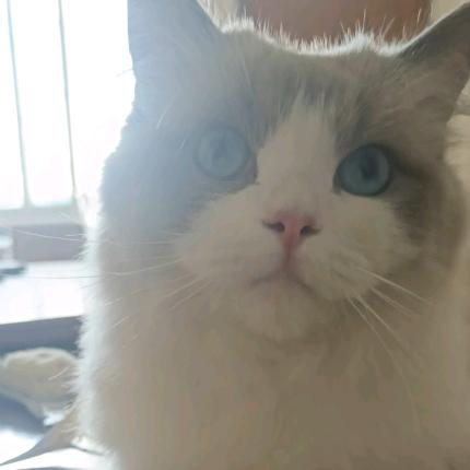 旺仔猫猫