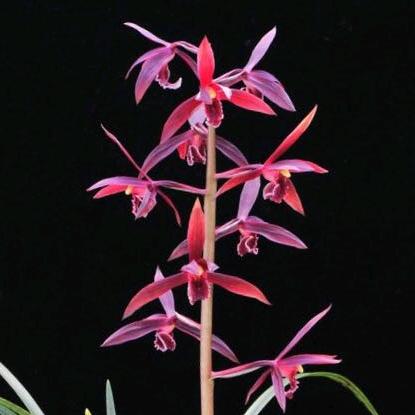 庆子兰苑小号（良苑兰花)