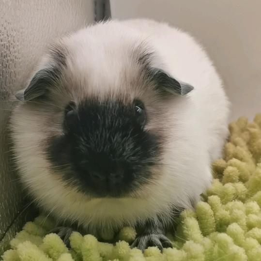 轩轩荷兰猪舍（出猪、粮草）