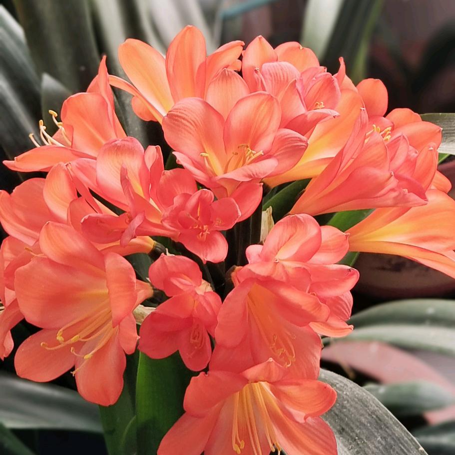 卖面条的大东哥