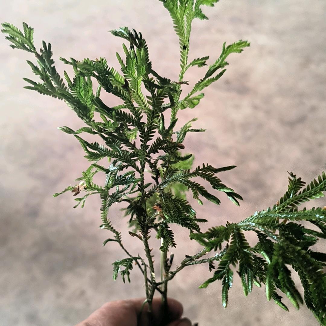 琪震稼豪