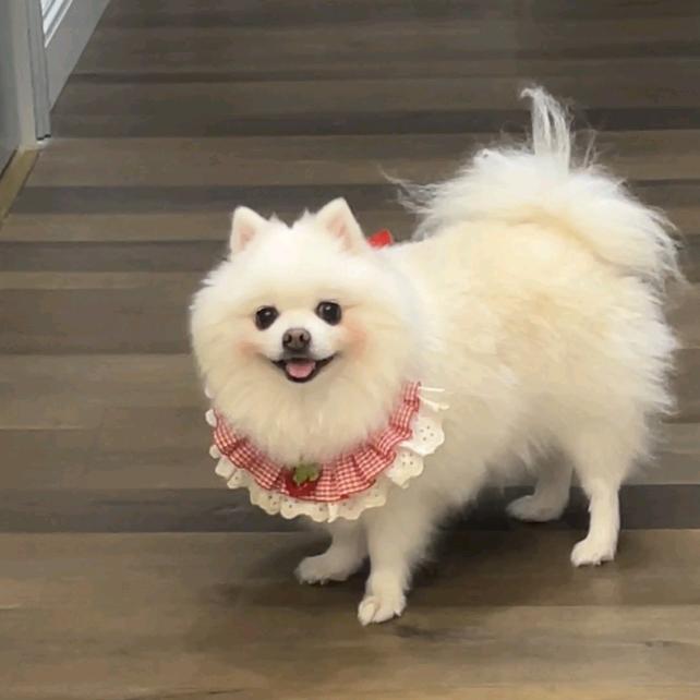 小胖子懒猫