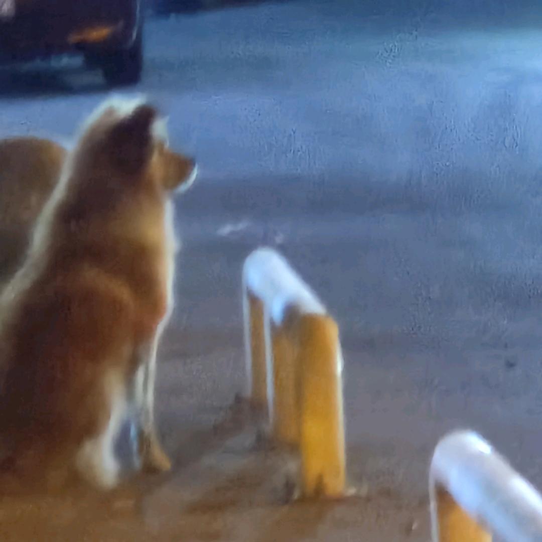脆皮高中生